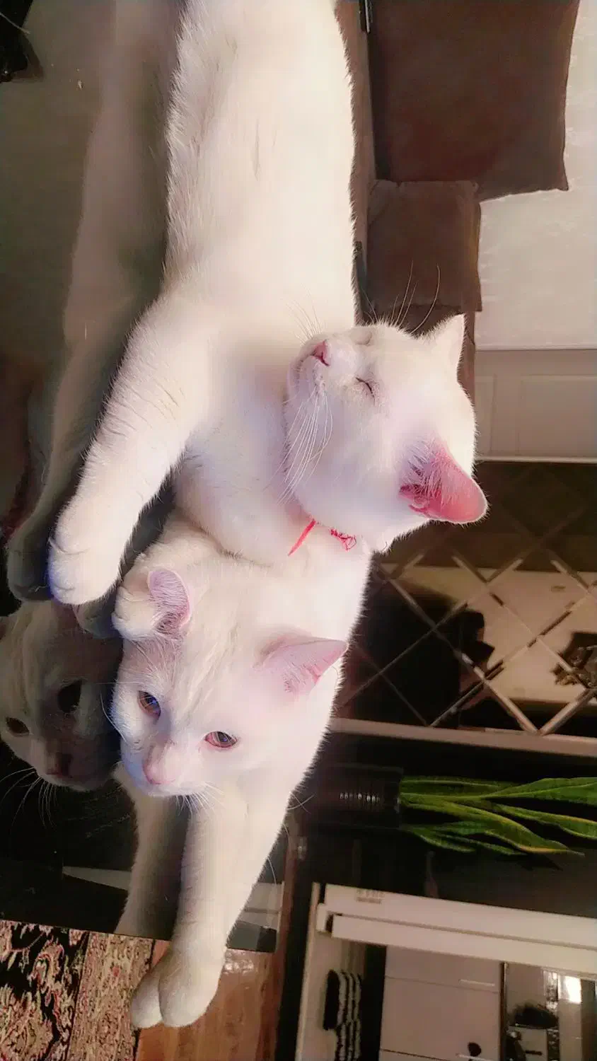 واگزاری گربه نر یکساله|گربه|فردیس, شهرک ۱۱۰|دیوار