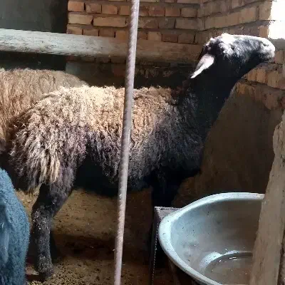 گوسفند|حیوانات مزرعه|بزینه رود, |دیوار