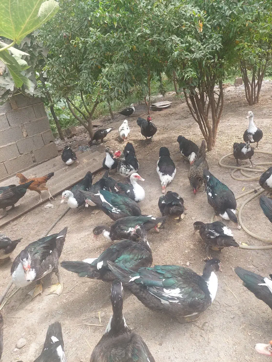 اردک خارجی (اسرائیلی) نر|حیوانات مزرعه|فاضل آباد, |دیوار