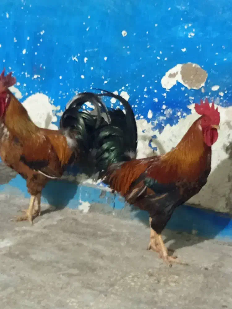 شادگان دارخوین|حیوانات مزرعه|شادگان, |دیوار