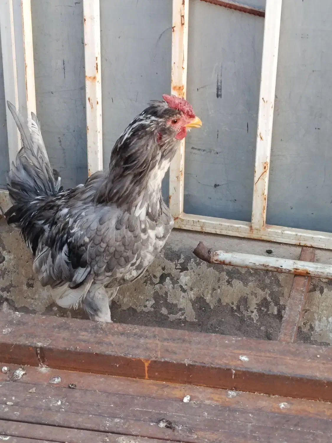 خروس‌گلین‌جوان|حیوانات مزرعه|اقبالیه, |دیوار