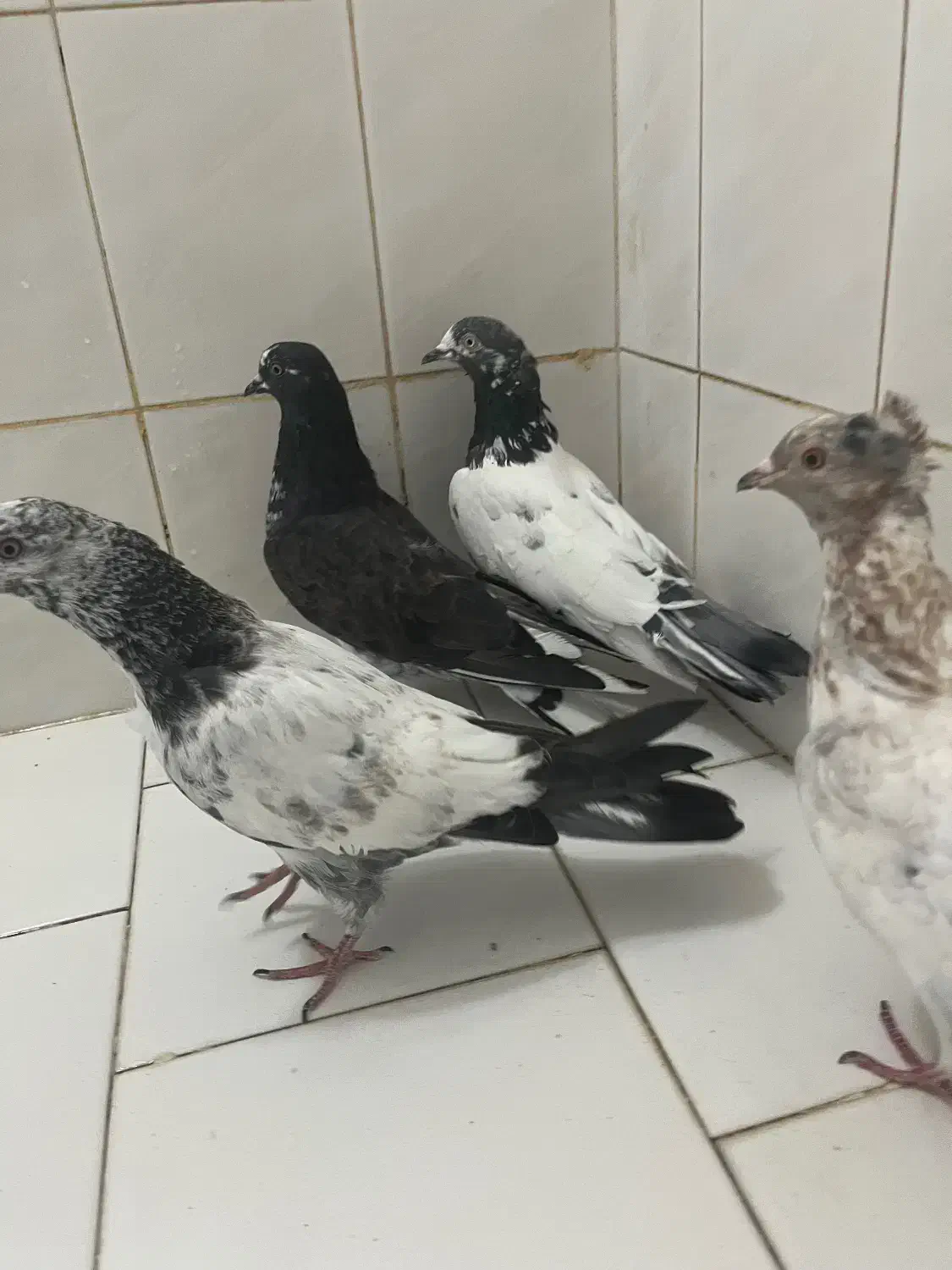 گرفتنی|پرنده|کاشان, لتحر|دیوار