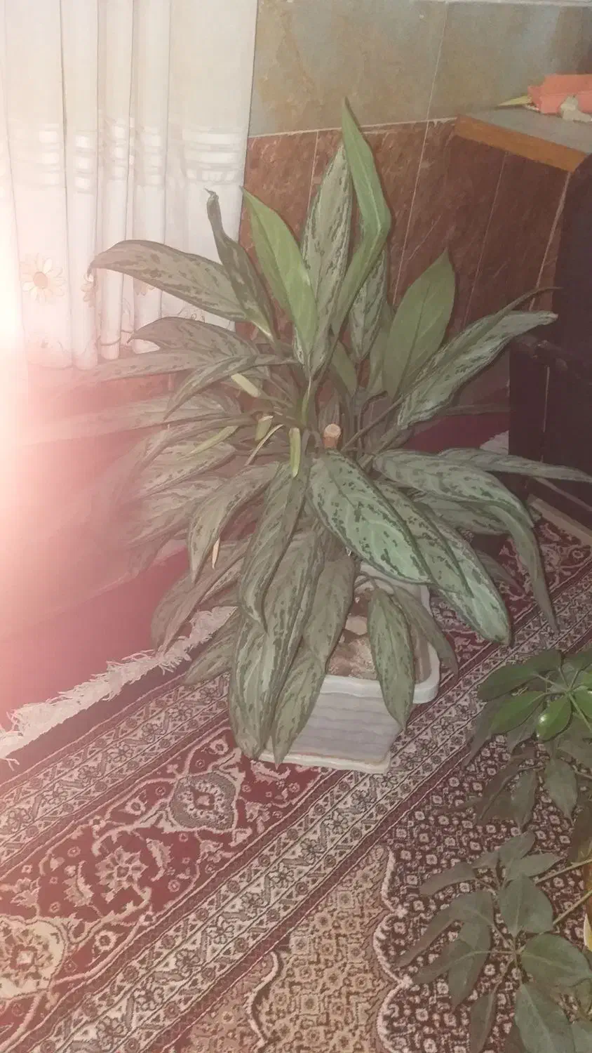 سه عدد گل دیفین|گل و گیاه طبیعی|ثلاث باباجانی, |دیوار