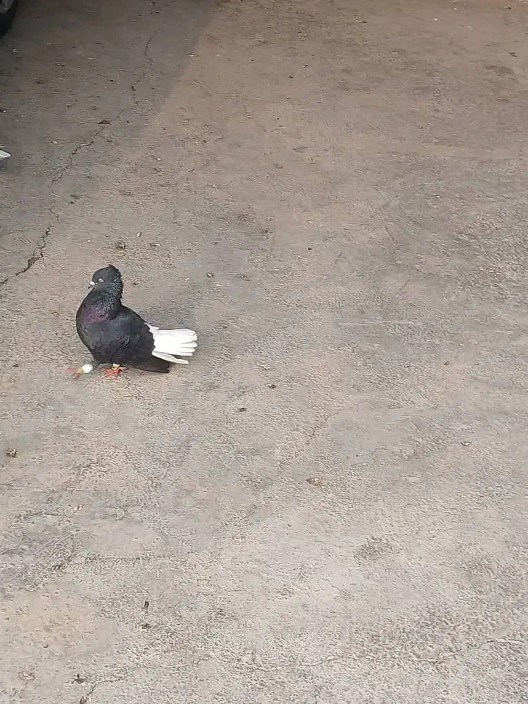 دم سفید|پرنده|اهواز, منبع اب|دیوار