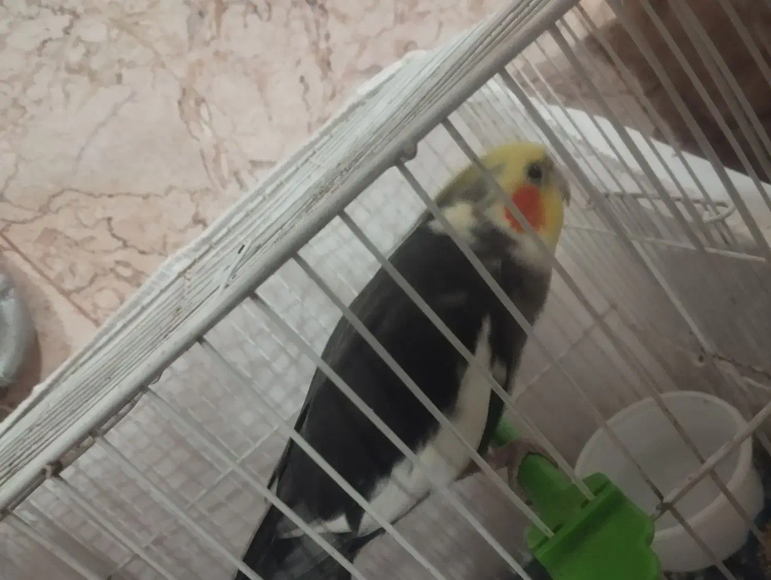 پرنده|پرنده|قلندر آباد, |دیوار