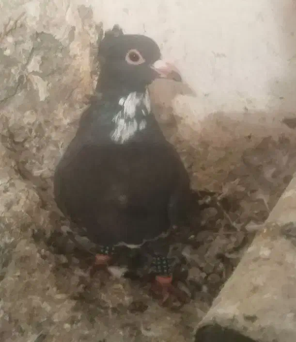 پلنگ|پرنده|ماهان, |دیوار