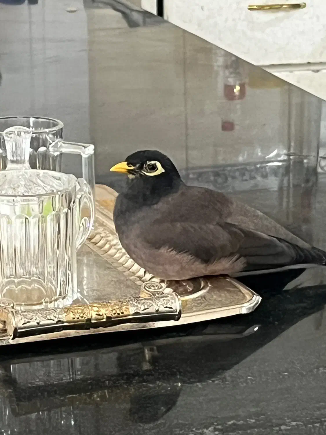 مرغ مینای گمشده|حیوانات|باغ ملک, |دیوار