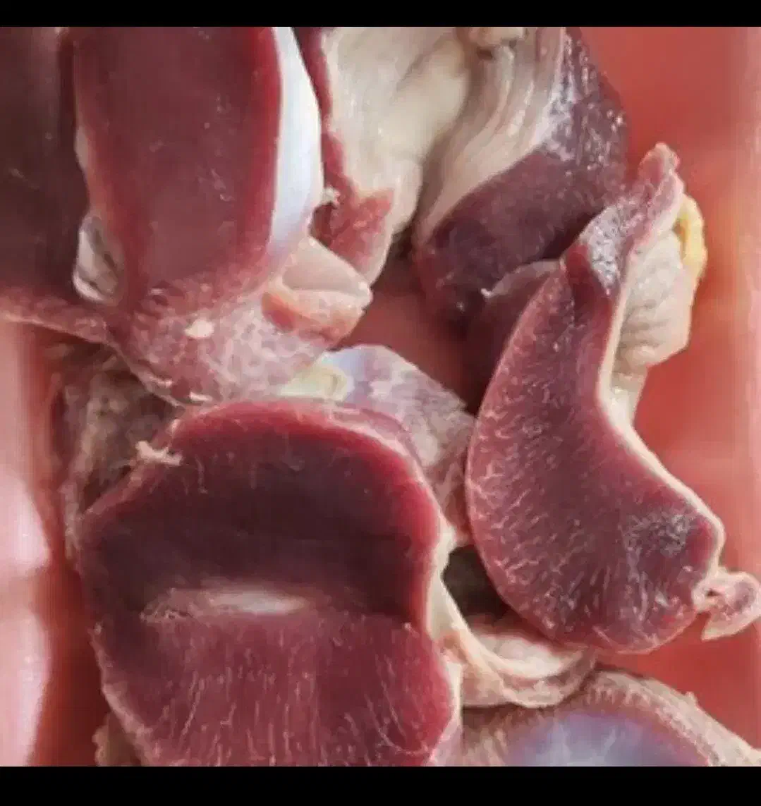 سنگدان تازه و منجمد شمش شده|خوردنی و آشامیدنی|هشتگرد, شهرک ولیعصر (مصلی)|دیوار