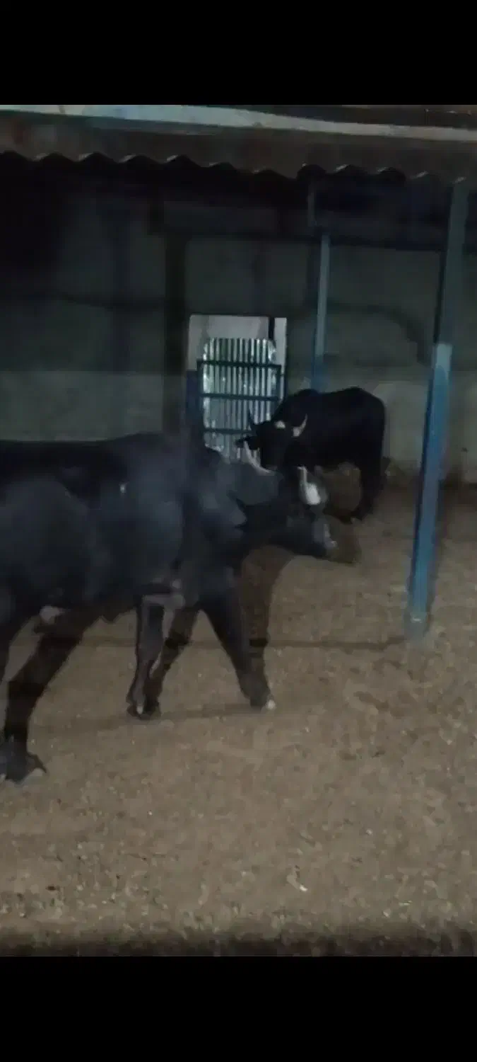 گوساله نر پرواری درجه یک سالم|حیوانات مزرعه|الیگودرز, |دیوار