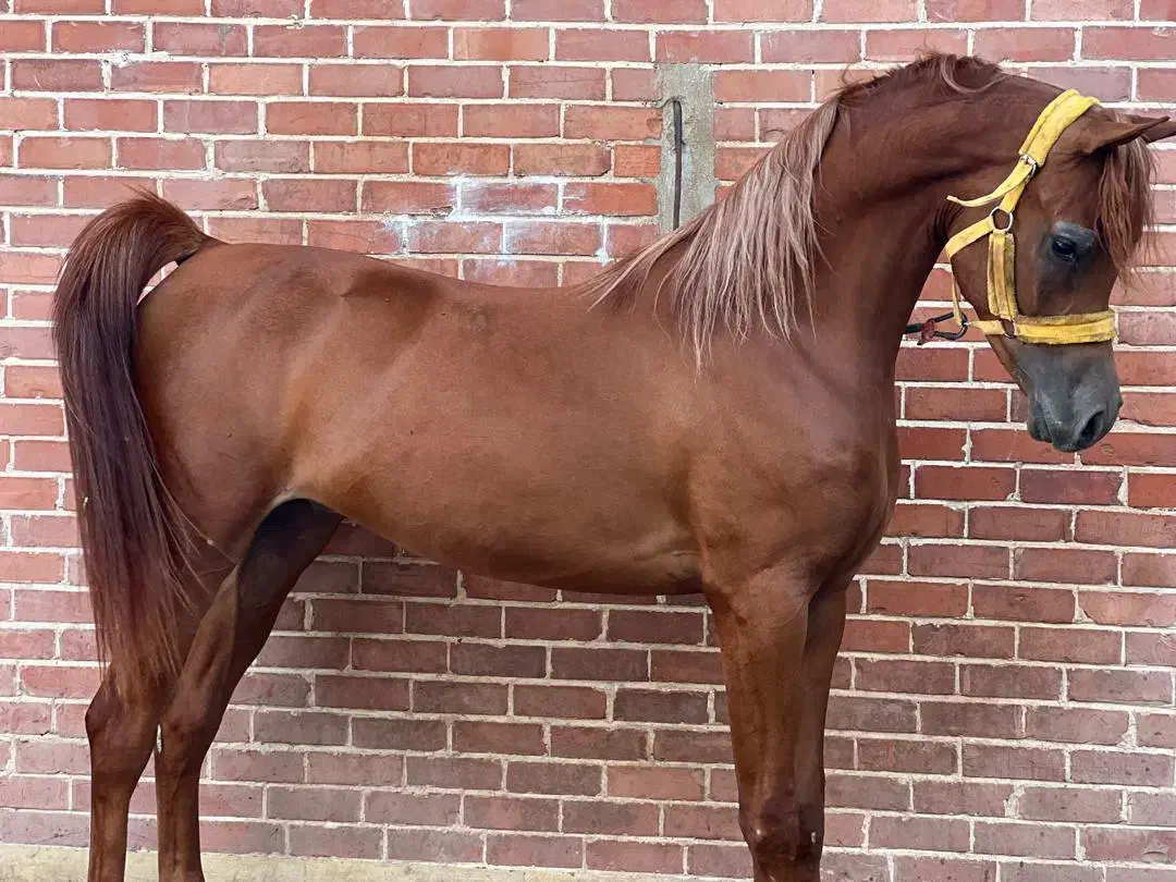 کارگر در باشگاه سوارکاری۲۲ میلیون|استخدام سرایداری و نظافت|تبریز, |دیوار