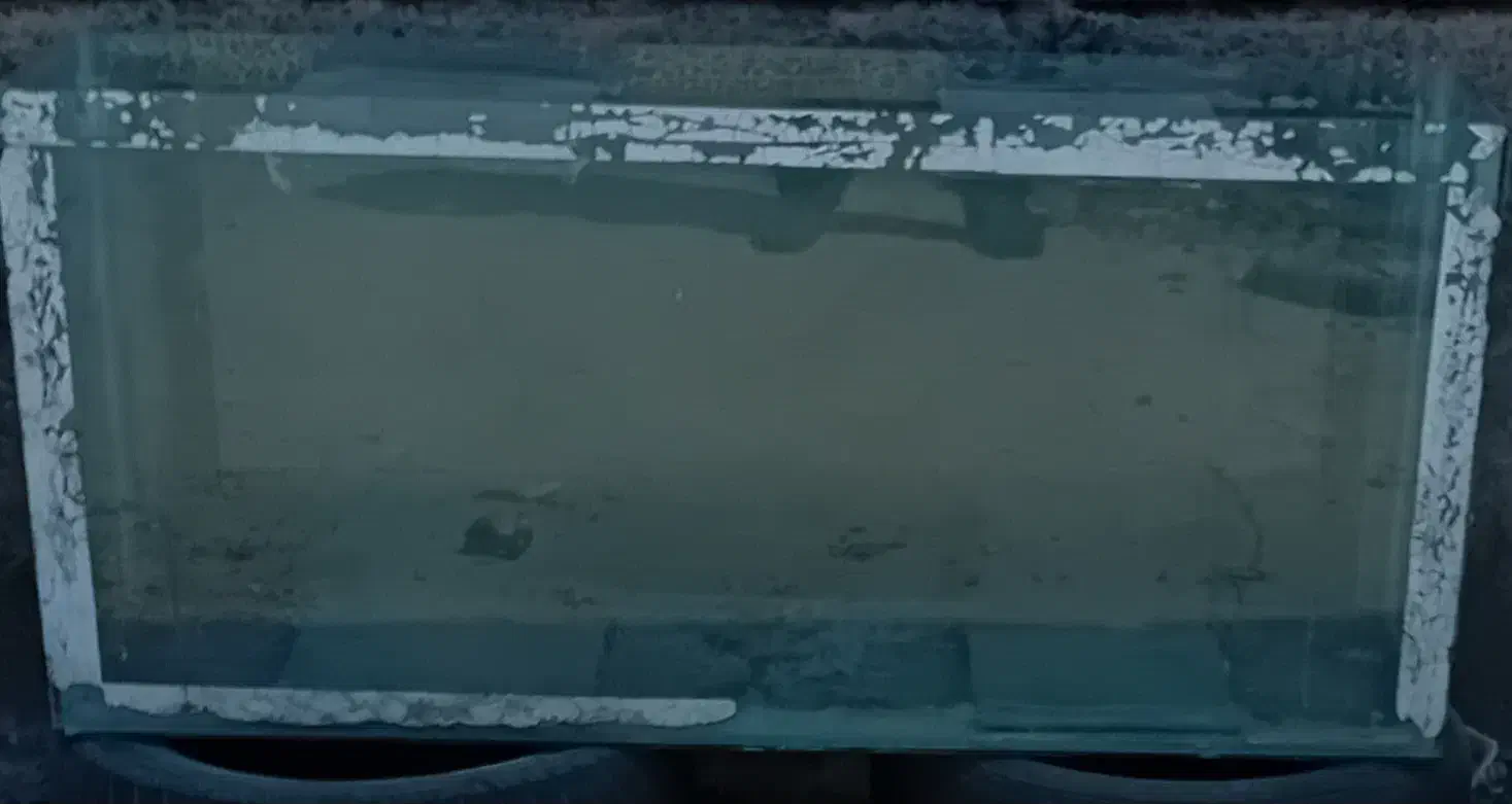 اکواریوم|ماهی|رفسنجان, |دیوار