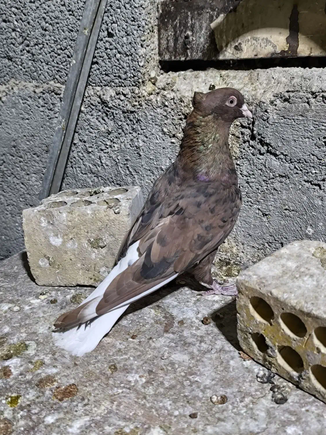 اشعل سرخ خال سیاه /شهری قهوه‌ای ماده|پرنده|خرمشهر, |دیوار