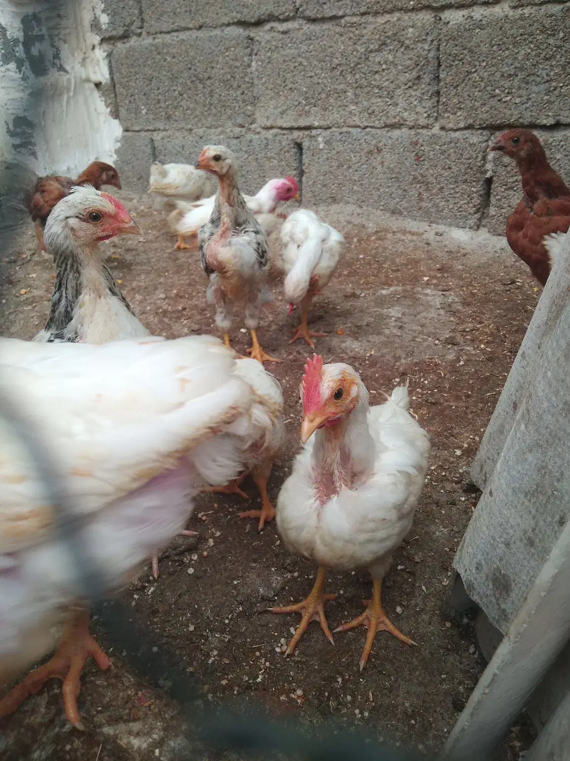 جوجه محلی|حیوانات مزرعه|هندیجان, |دیوار