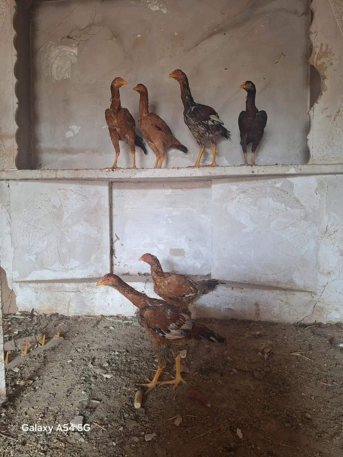 تعدادی مرغ و خروس لاری بفروش میرسد نژاد دار|حیوانات مزرعه|الوند, |دیوار