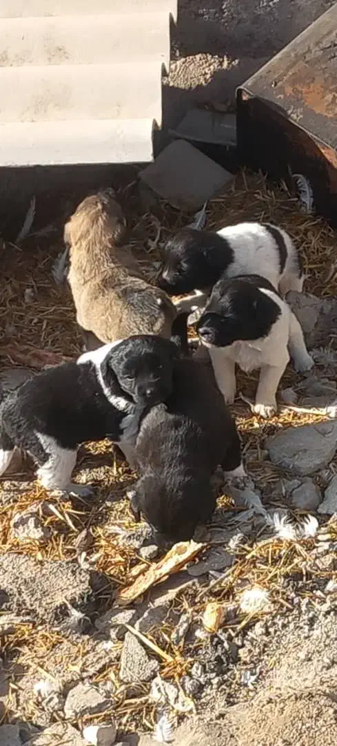 توله سگ|سگ|نیر (اردبیل), |دیوار