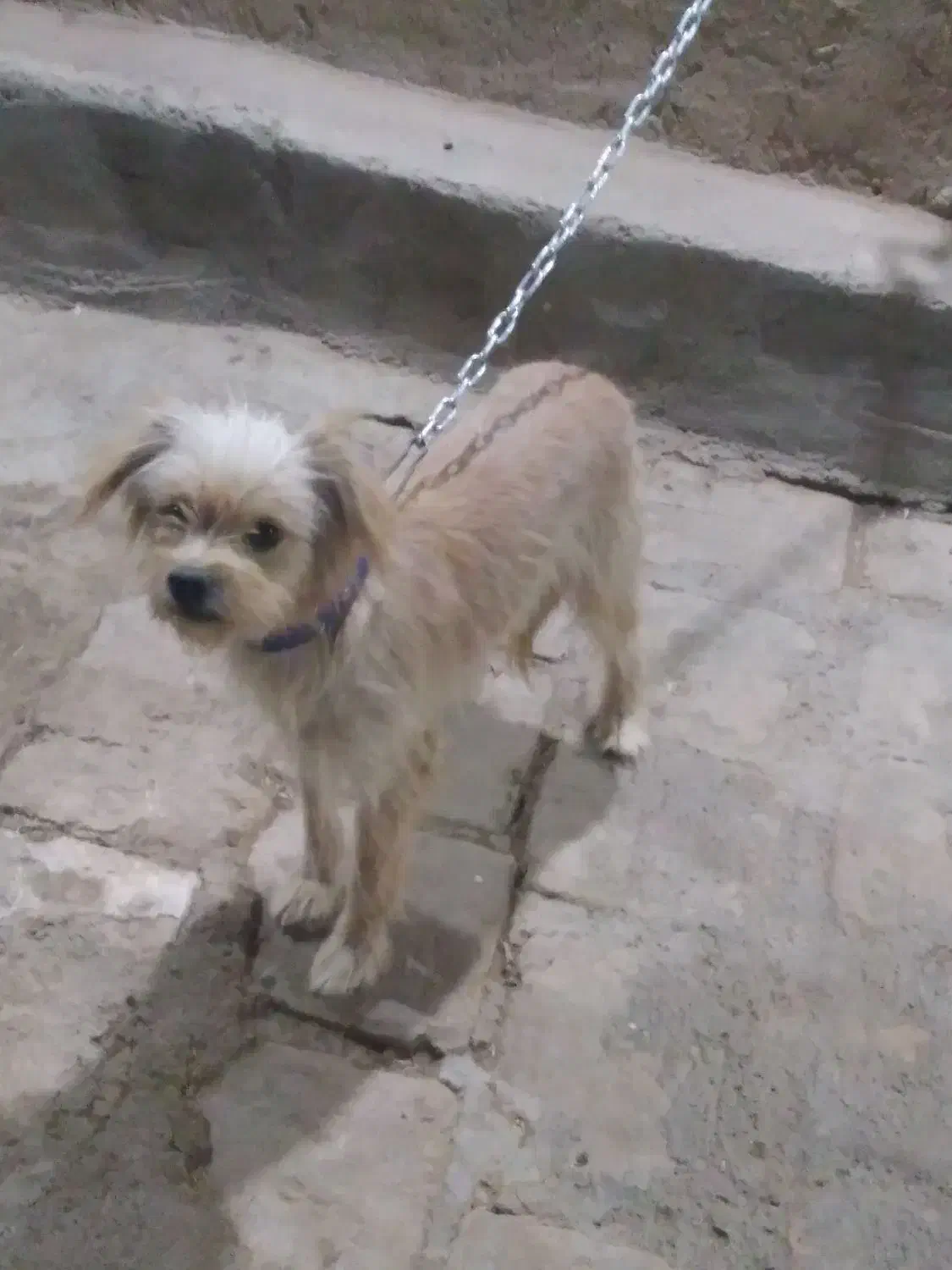 یک عدد سگ تفلسی|سگ|آران و بیدگل, |دیوار