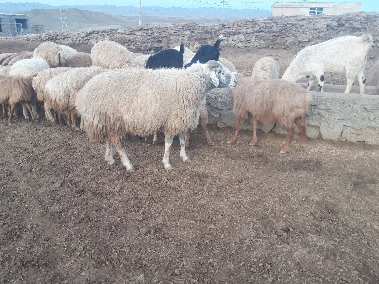 فروش|حیوانات مزرعه|مانه, |دیوار