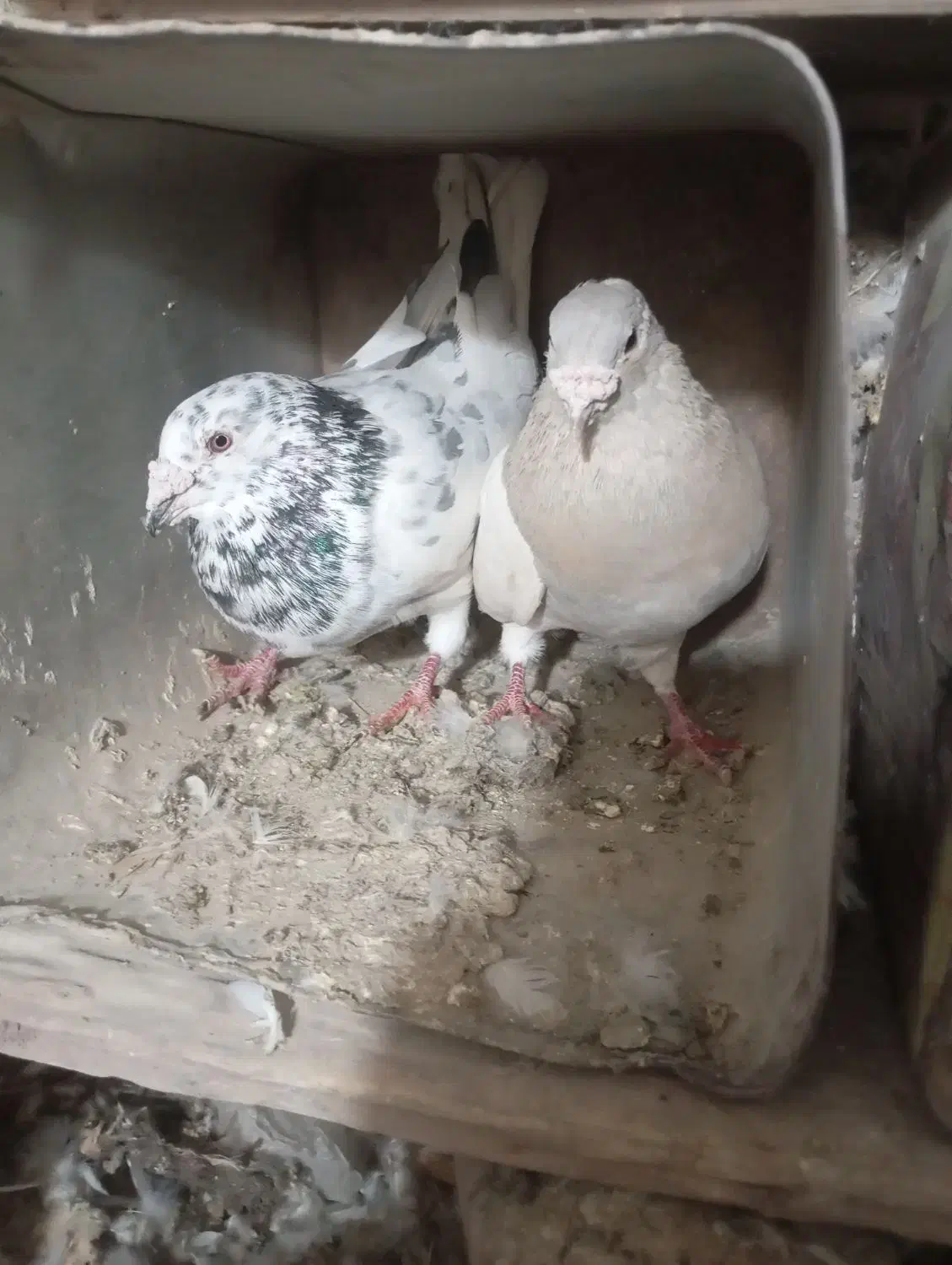 کفتر|پرنده|فیروزه, |دیوار