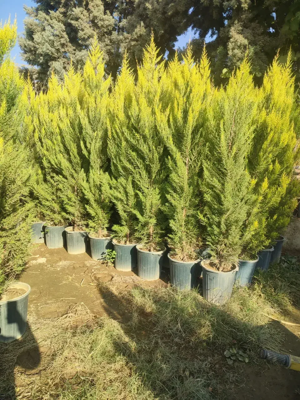 خدمات باغبانی فروش گل و گیاه تجریش پاسداران جردن|خدمات باغبانی و درختکاری|تهران, تجریش|دیوار