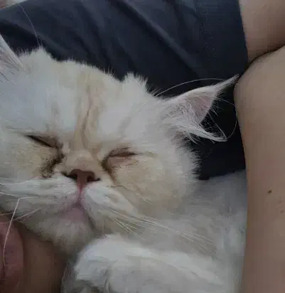 واگذاری گربه پرشین سوپر فلت|گربه|سیرجان, |دیوار