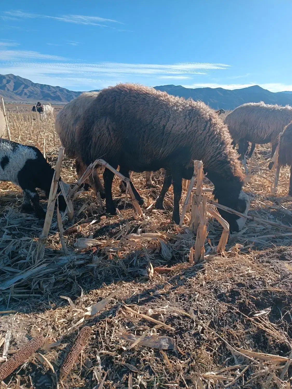 فروشی|حیوانات مزرعه|صوغان, |دیوار