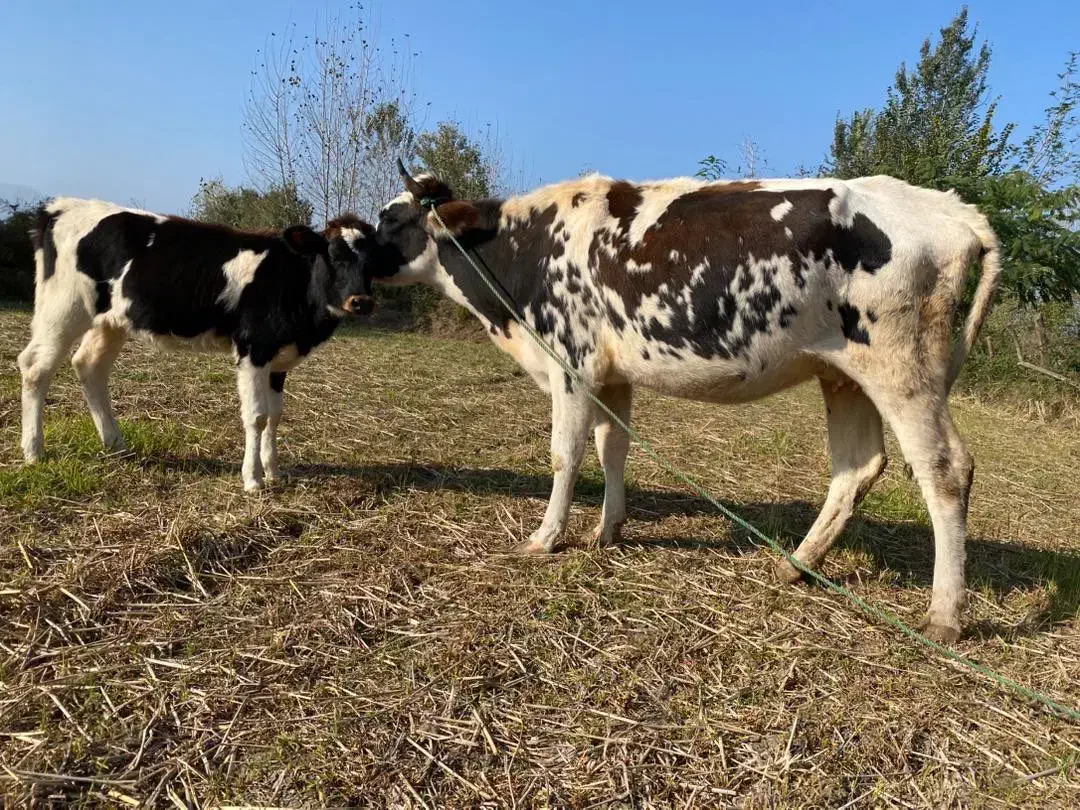 لیشه گاو شکم داردورگ سمینتال با گوساله اصیل|حیوانات مزرعه|گوراب زرمیخ, |دیوار