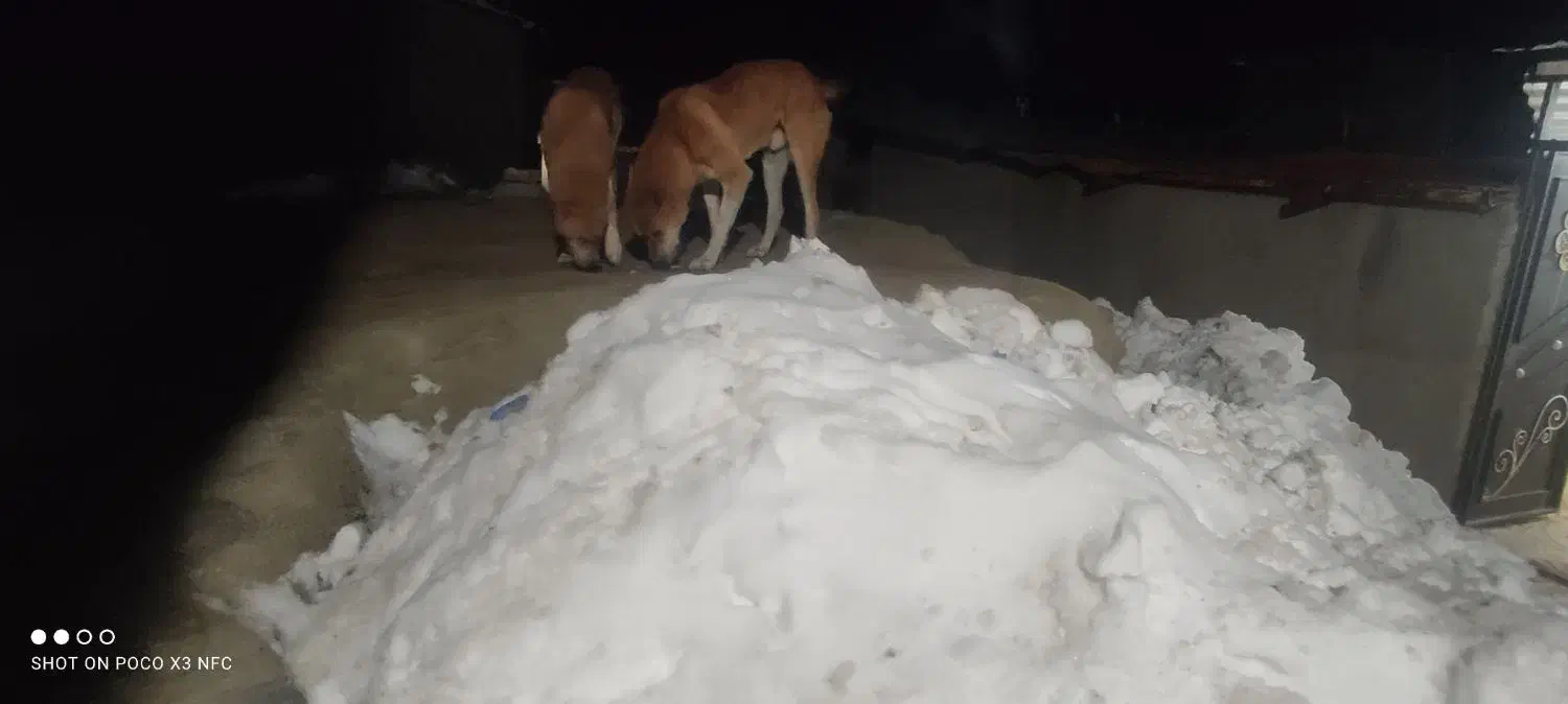 سگ گله ای ۲ساله|سگ|قزوین, |دیوار