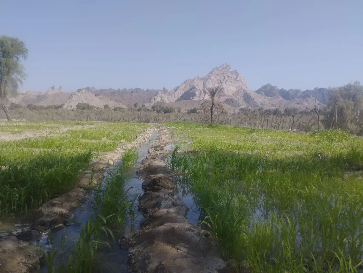 به یک نفر کارگر ساده جهت کار در باغ منطقه تو کهور|استخدام سرایداری و نظافت|میناب, |دیوار