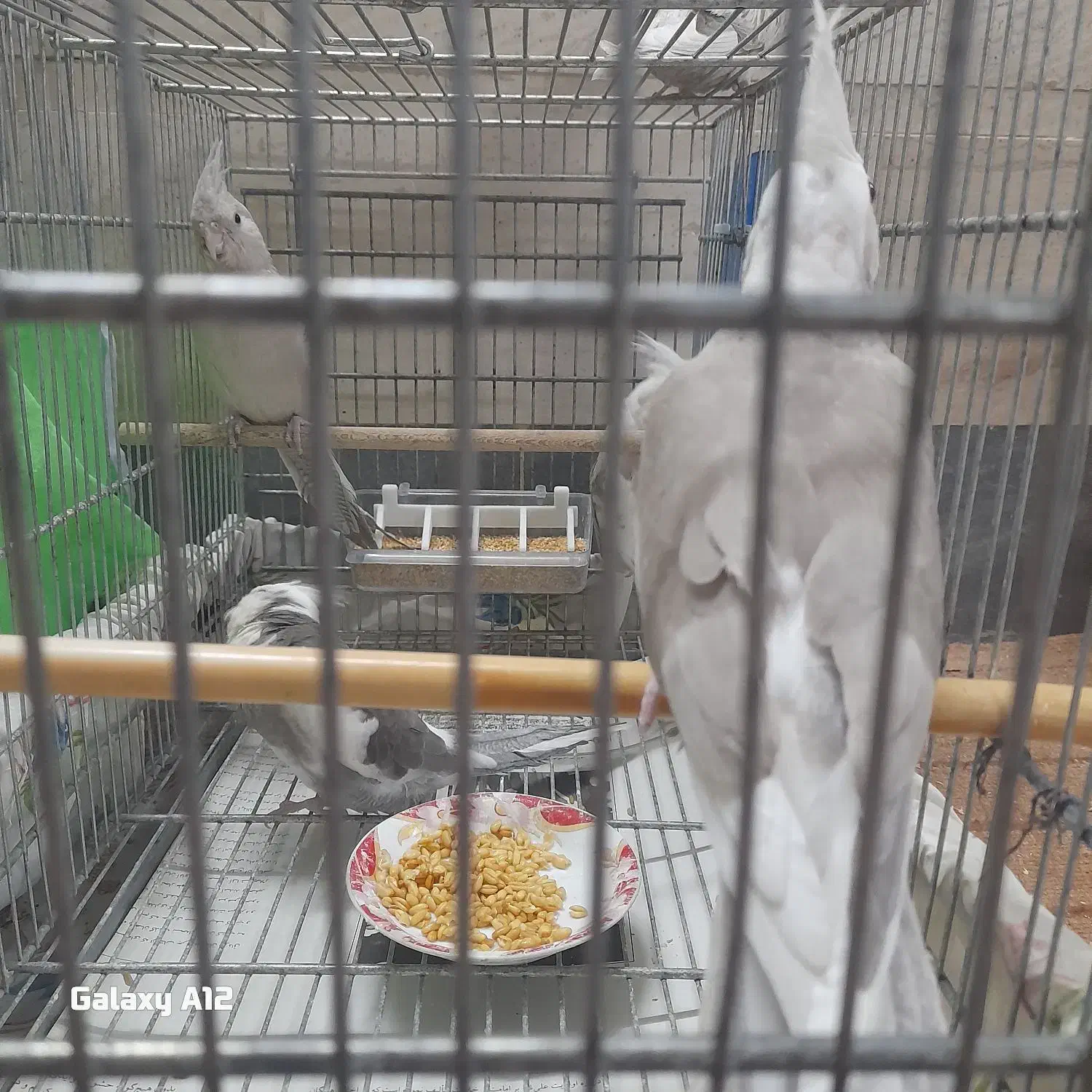 عروس هلندی|پرنده|قم, شهرک امام حسن|دیوار