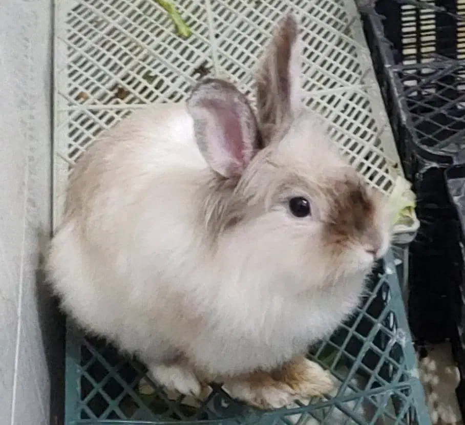 از صد تا پونصد انواع خرگوش نر و ماده|موش و خرگوش|قم, جهان بینی|دیوار