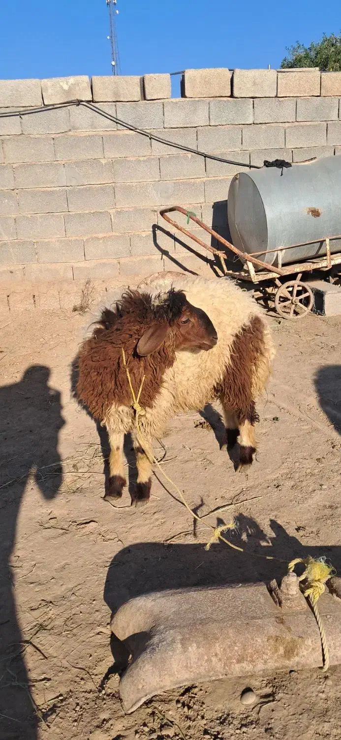 2راس به چا و درجه 1 خروف|حیوانات مزرعه|کرخه, |دیوار