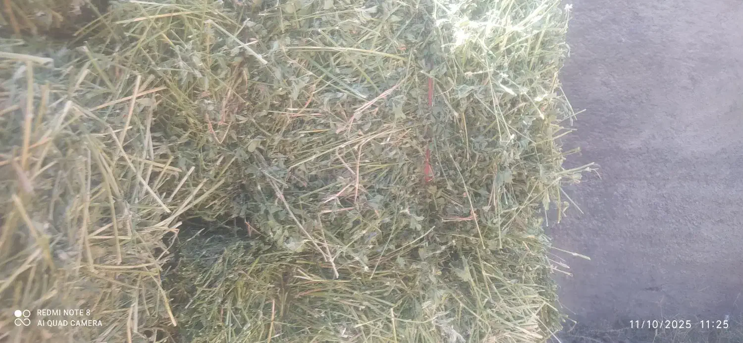 یونجه|لوازم جانبی حیوانات|زاغه, |دیوار