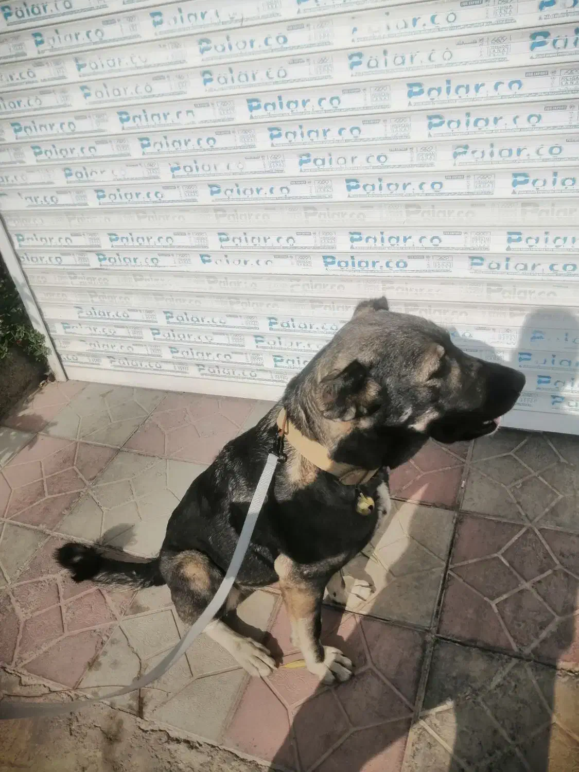 واگذاری یک قلاده سگ سراب نر|سگ|هشتگرد, فاز ۲ مهستان|دیوار