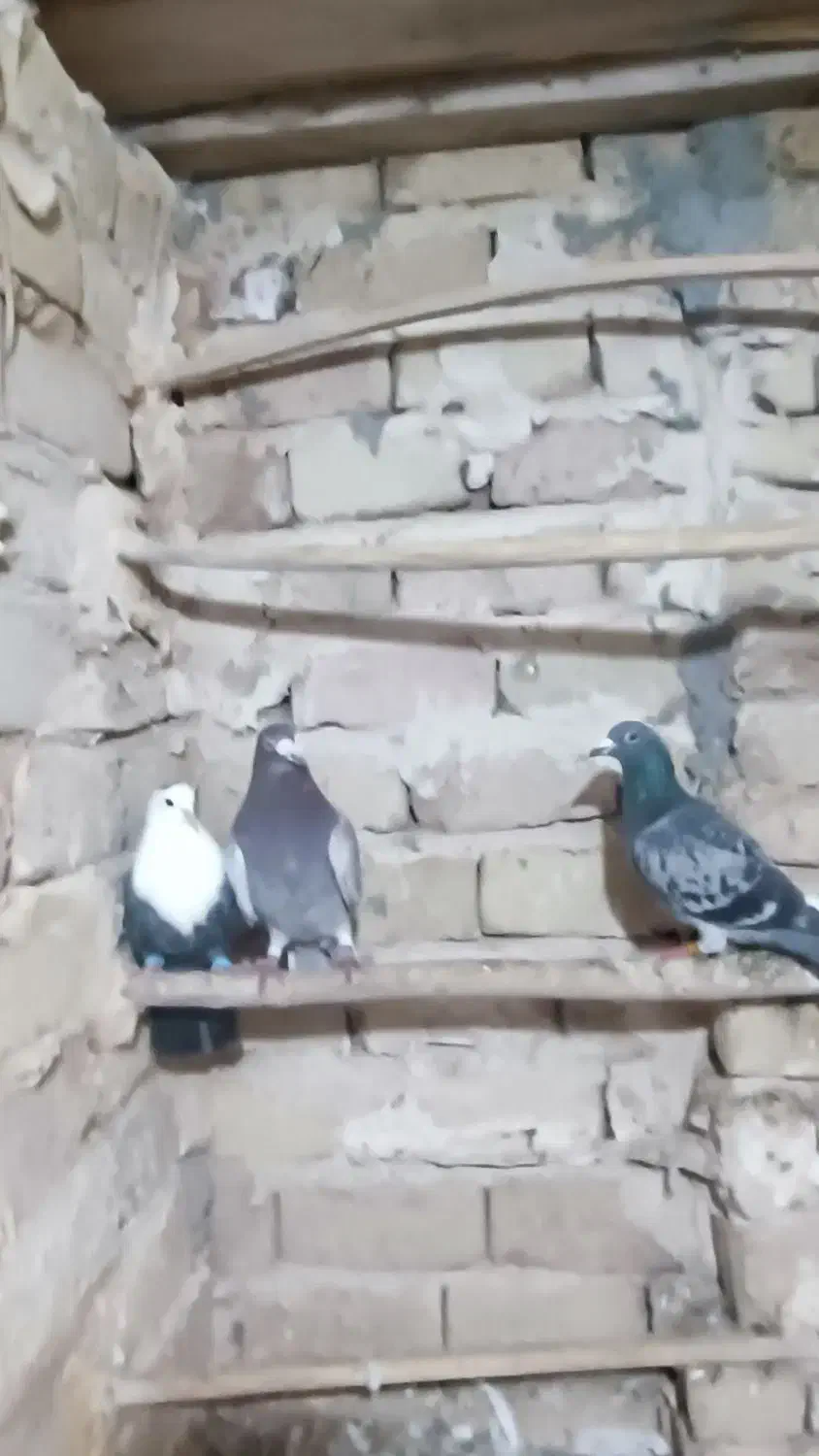 گرفتنی|پرنده|نیشابور, مازول|دیوار