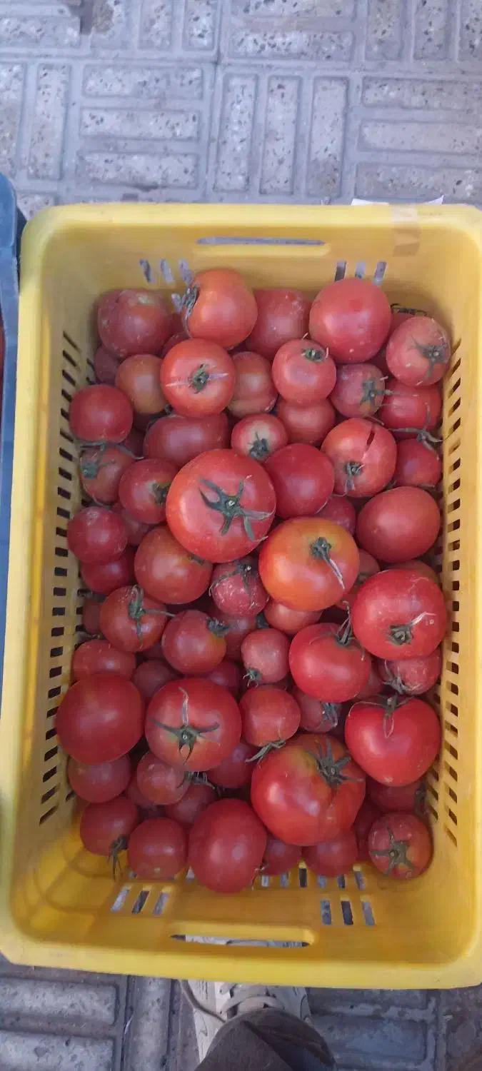 گوجه گوشتی|خوردنی و آشامیدنی|مبارکه, |دیوار