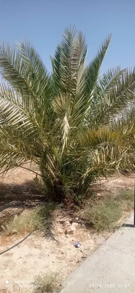 فروش نخل و بچ قصب جهرم|گل و گیاه طبیعی|جهرم, |دیوار