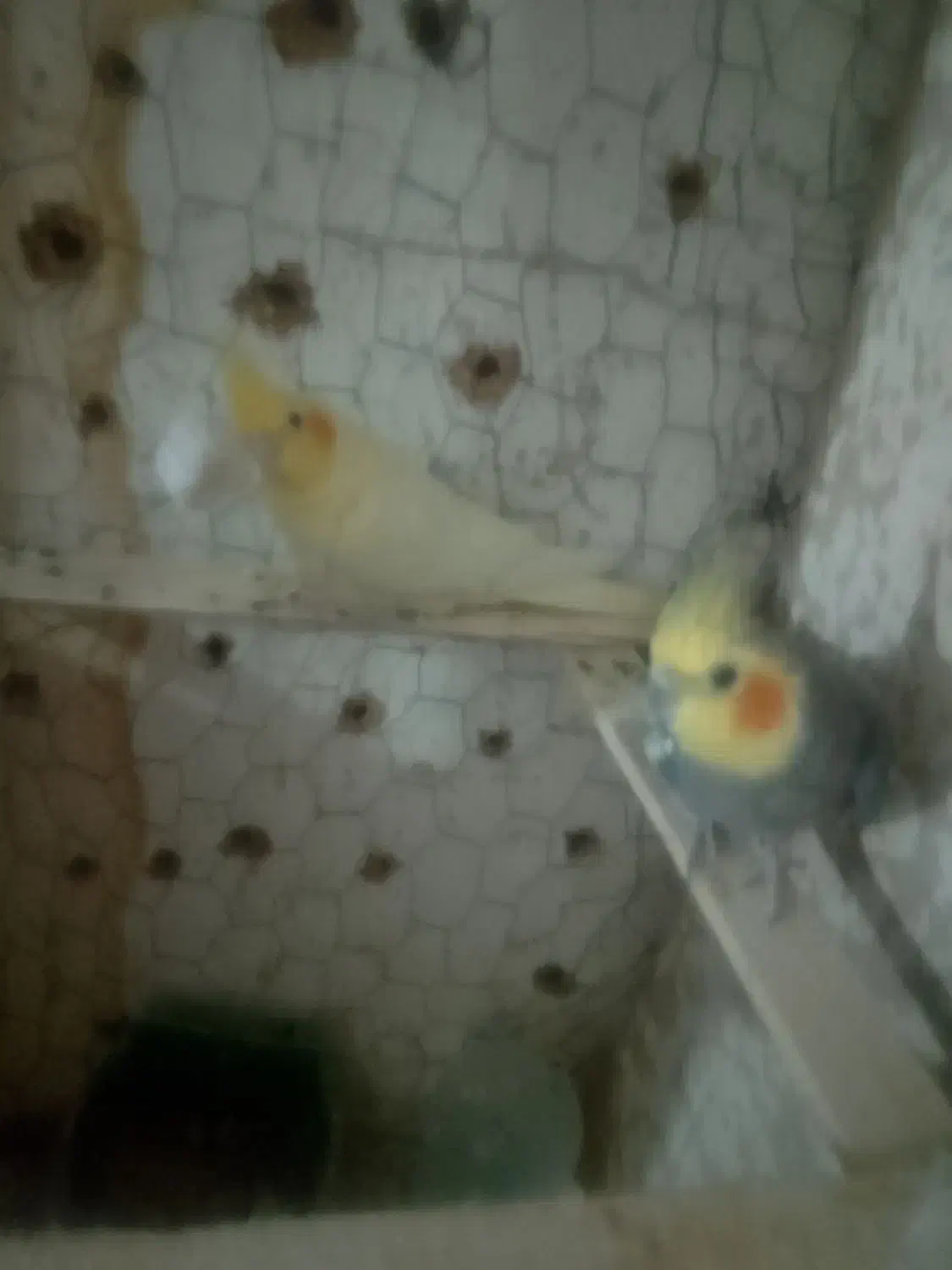 عروس هلندی|پرنده|نیمروز, |دیوار