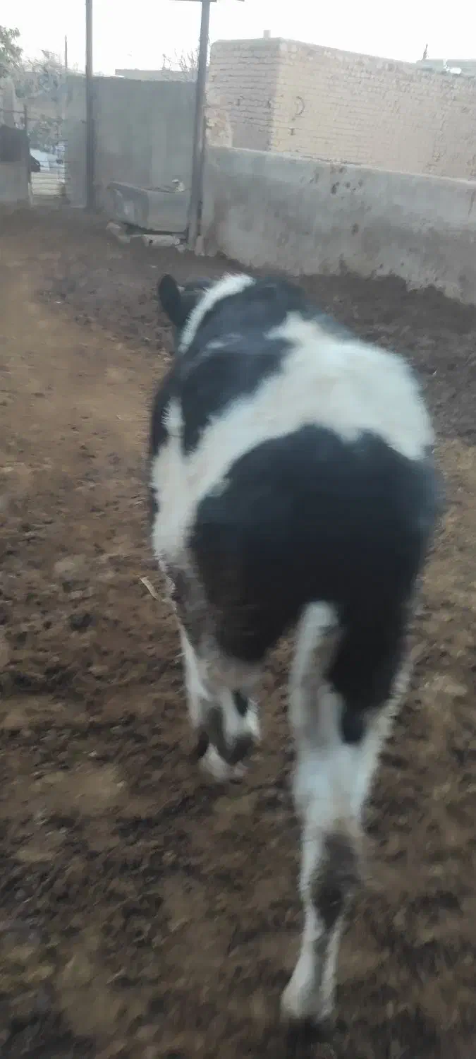 گوساله ماده|حیوانات مزرعه|مرودشت, محمد آباد|دیوار