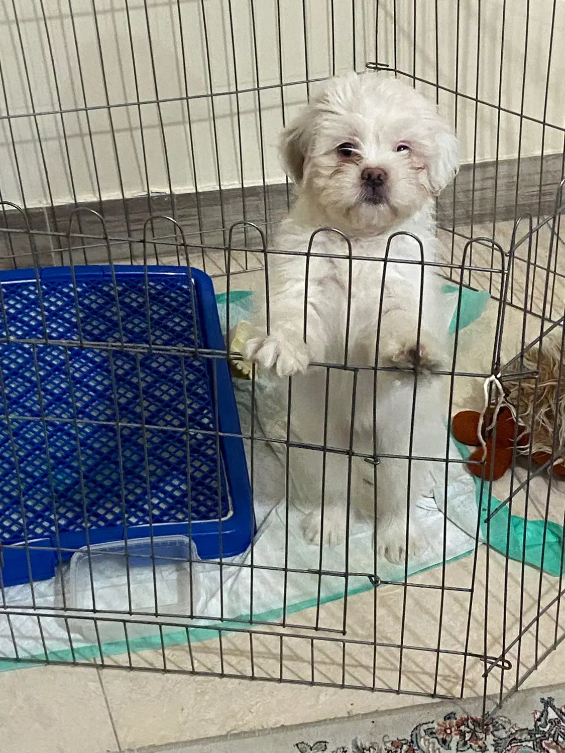 سگ شیتزو فعلت|سگ|رشت, رشتیان|دیوار