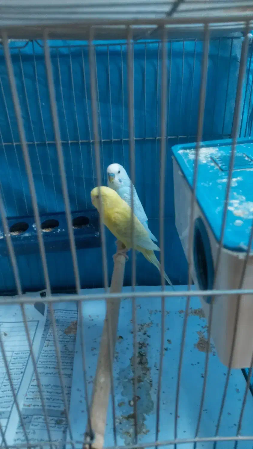 مرغ عشق|پرنده|فولادشهر, فولادشهر|دیوار