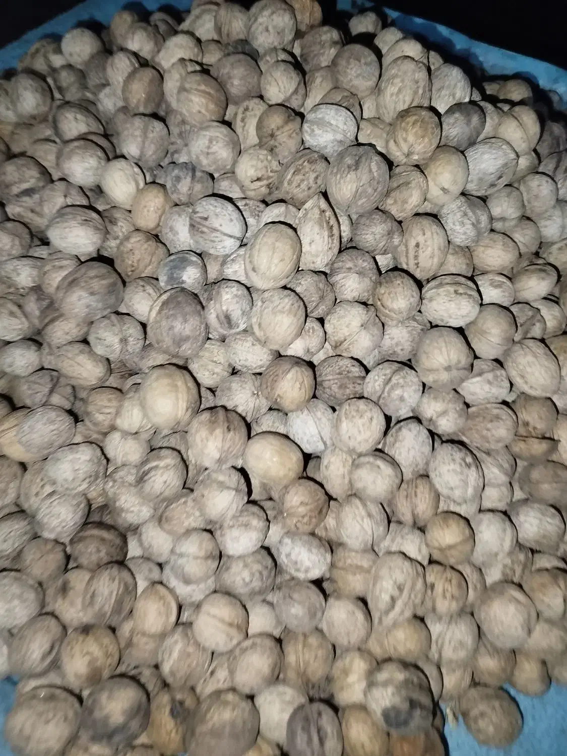 گردو به قیمت عمده درجه 1به شرط|عمده‌فروشی|ارژن, |دیوار