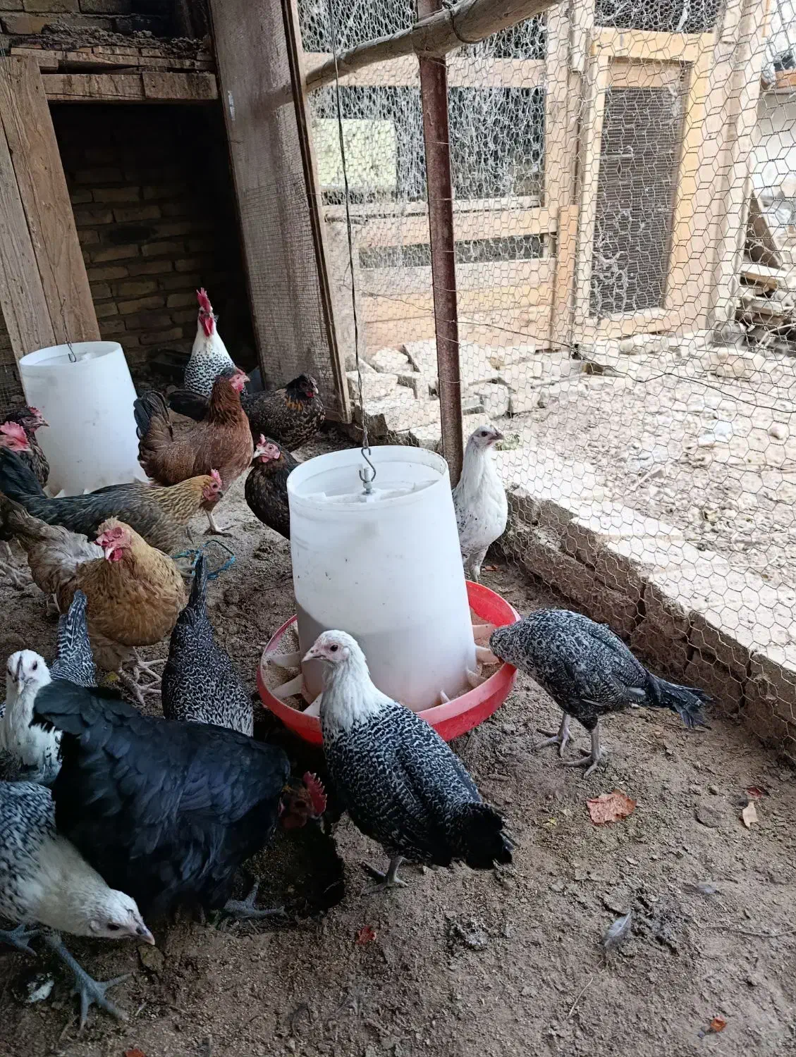 فروش مرغ وخروس|حیوانات مزرعه|اردکان, |دیوار