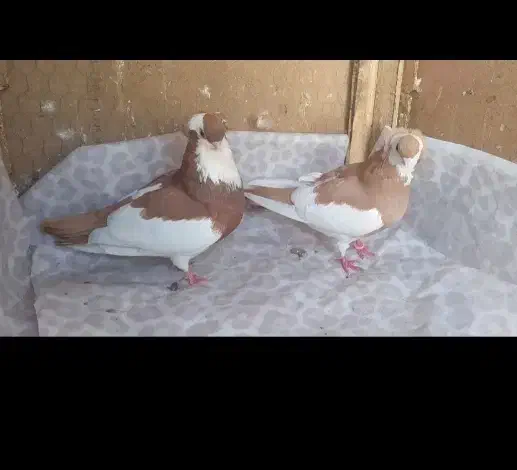 کبوتر خاص|پرنده|ری, ملک‌آباد|دیوار