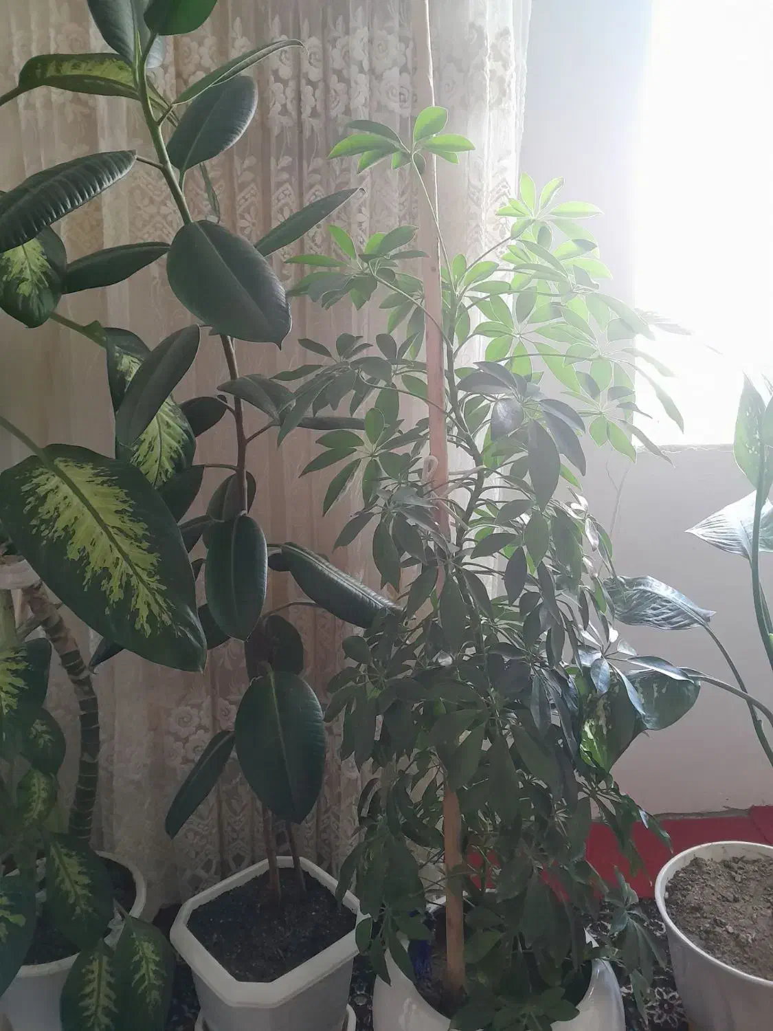 گل های خانگی|گل و گیاه طبیعی|دهگلان, |دیوار