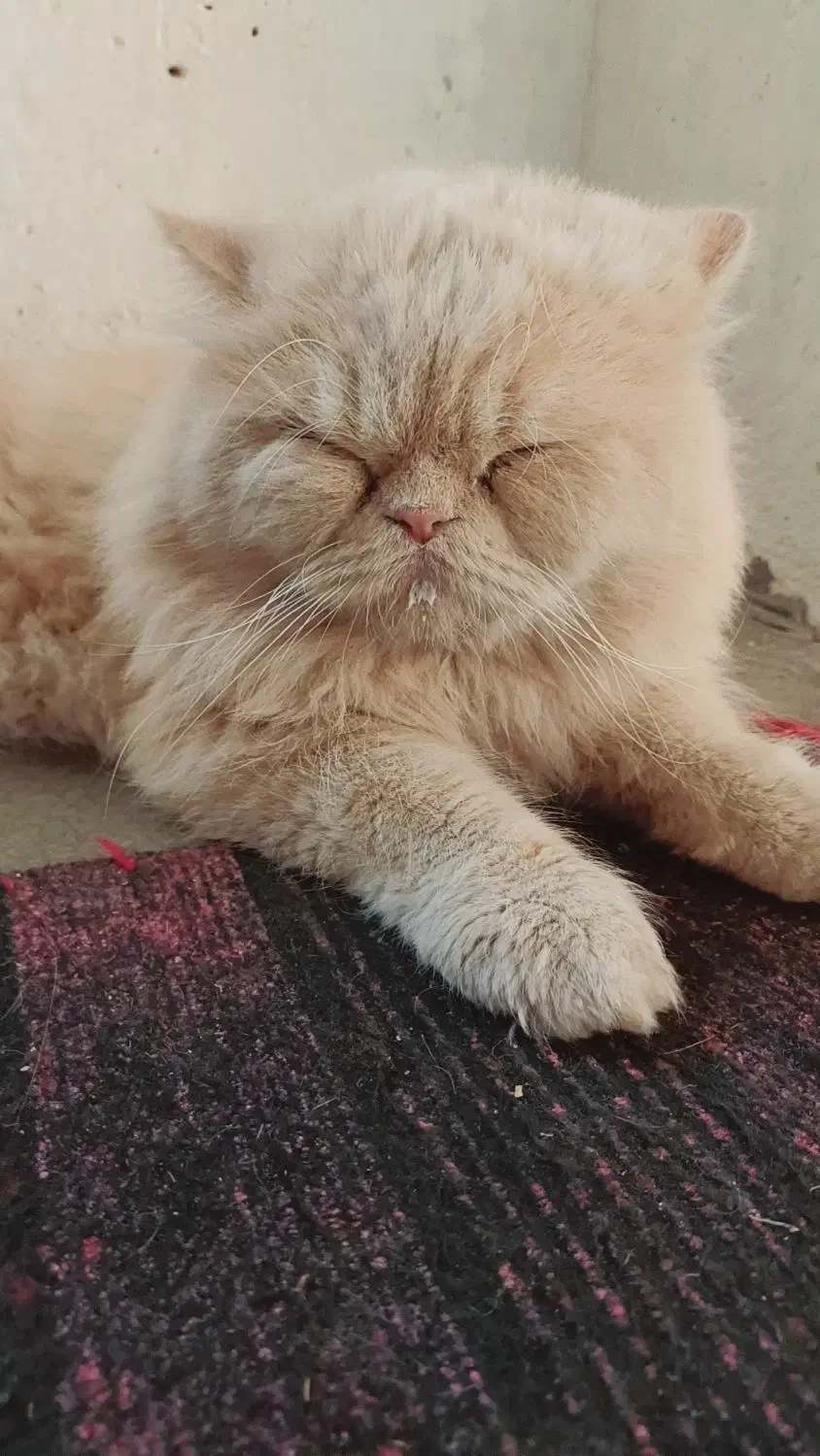 گربه پرشین نر|گربه|اسفراین, |دیوار