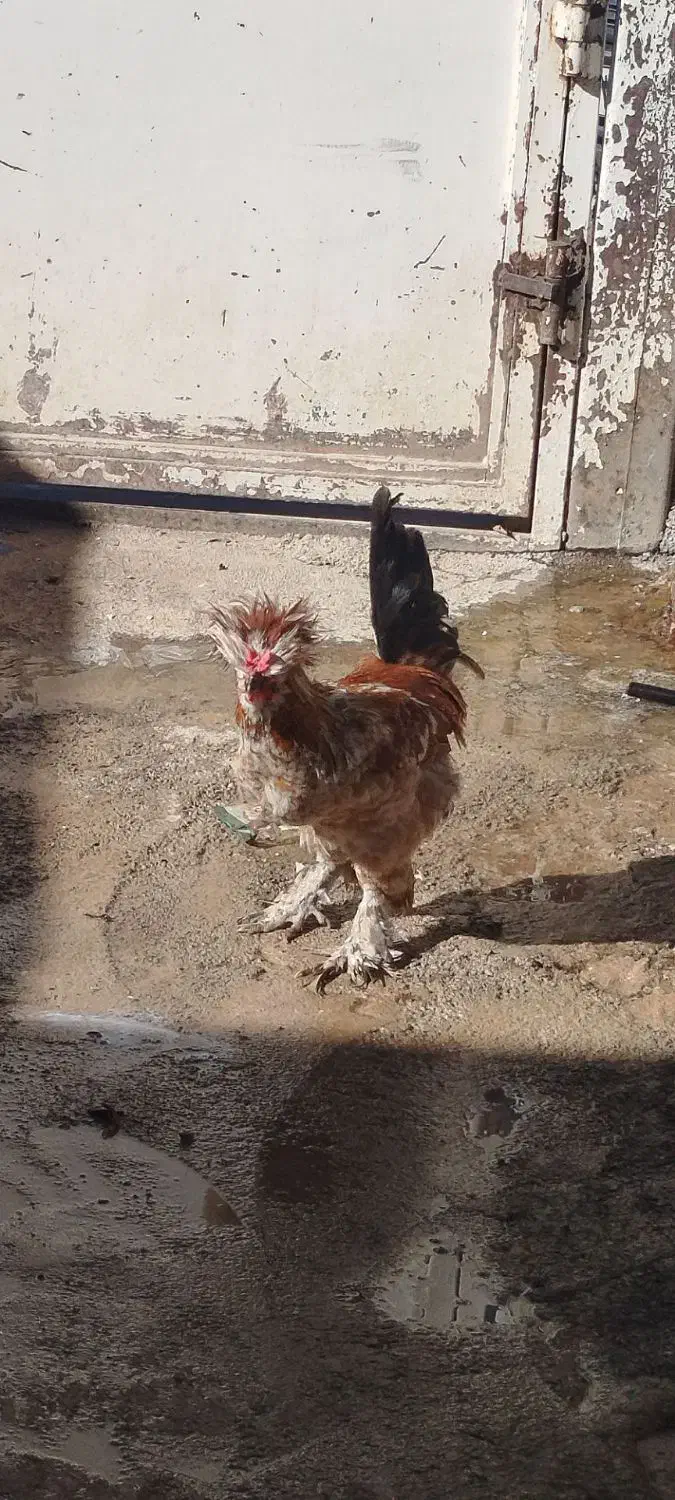 خروس|حیوانات مزرعه|نورآباد, |دیوار