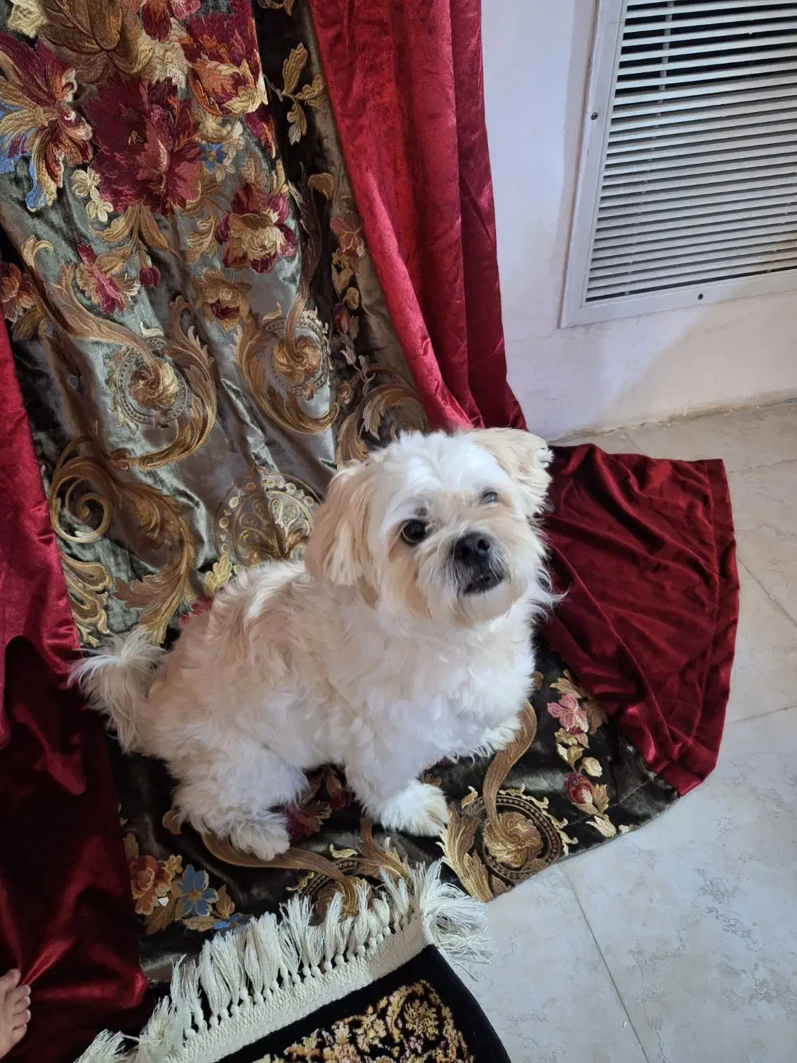 سگ واگذاری شناسنامه دار|سگ|تهران, سعادت‌آباد|دیوار