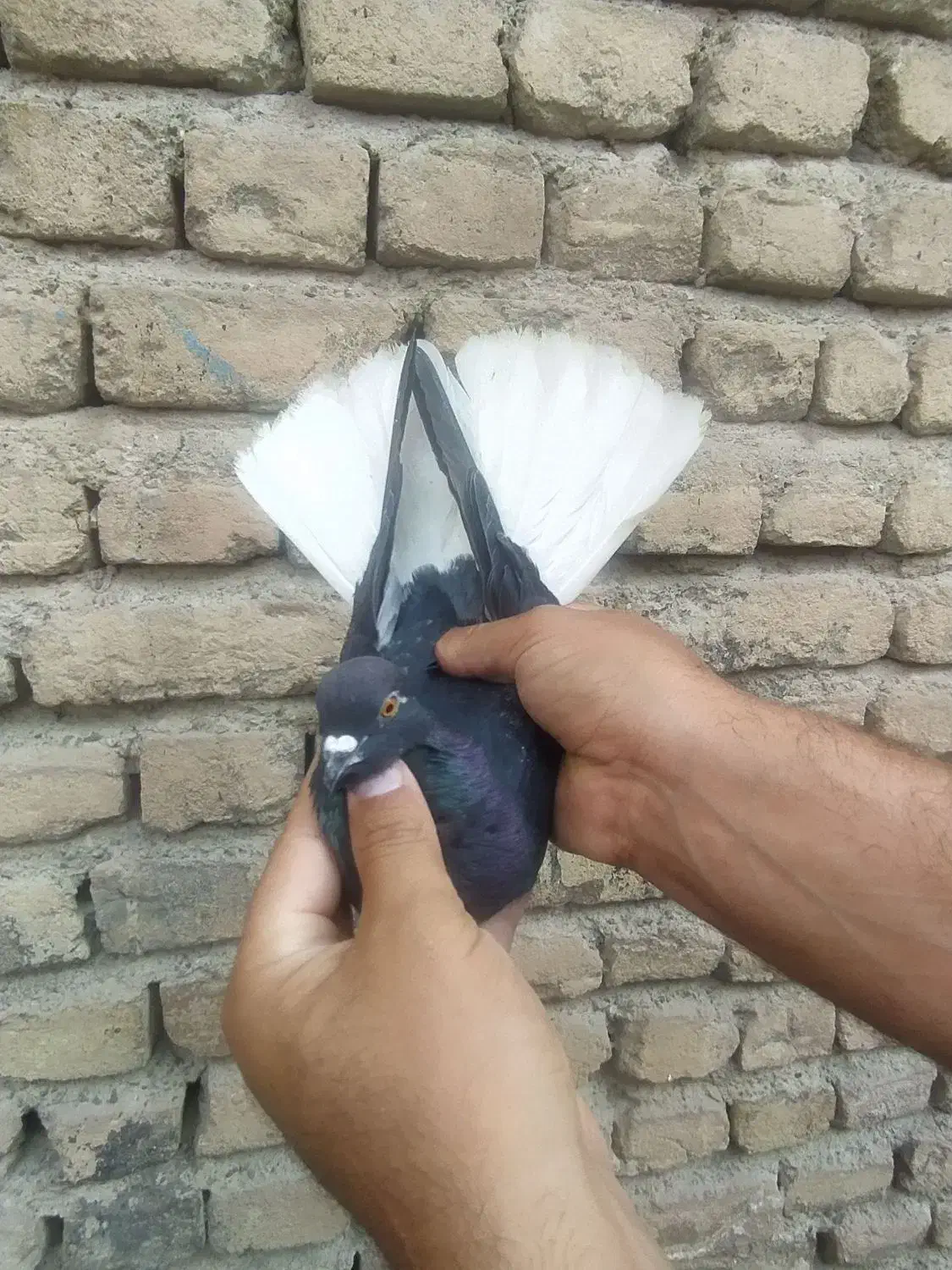 کبوتر پرشی|پرنده|آوج, |دیوار