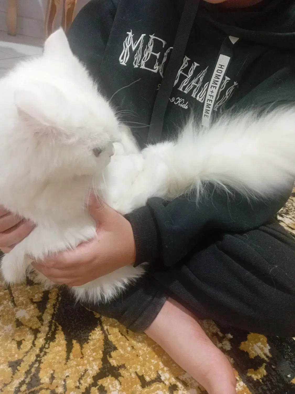 گربه پرشین اسکاتیش لانگ هیر آنفولد|گربه|مشهد, هنرستان|دیوار