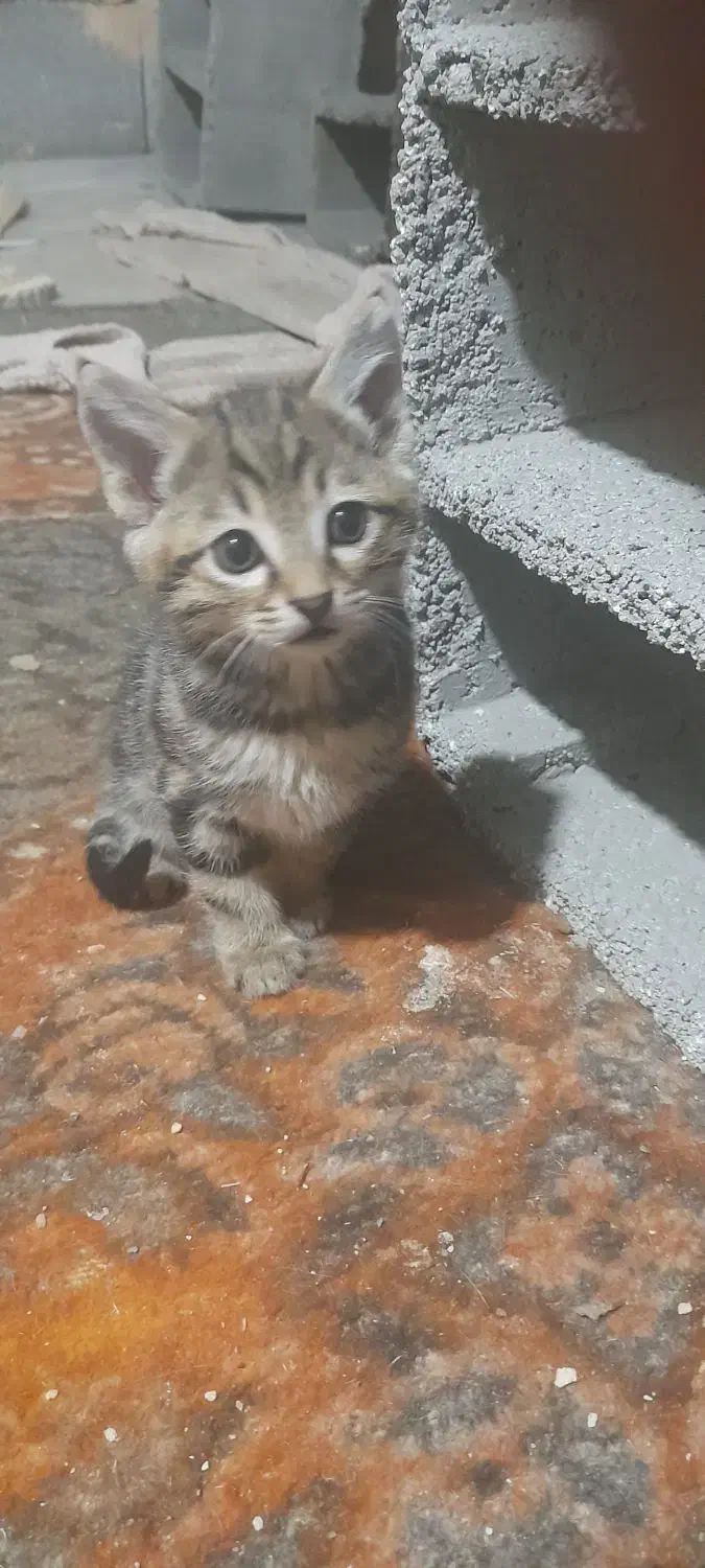 واگذاری رایگان بچه گربه|گربه|مراغه, |دیوار